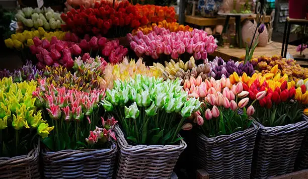 Bunch of rainbow tulips wrapped in brown paper on white background.