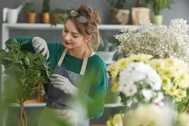 Florist trimming plant at flower shop in Umm Al Quwain