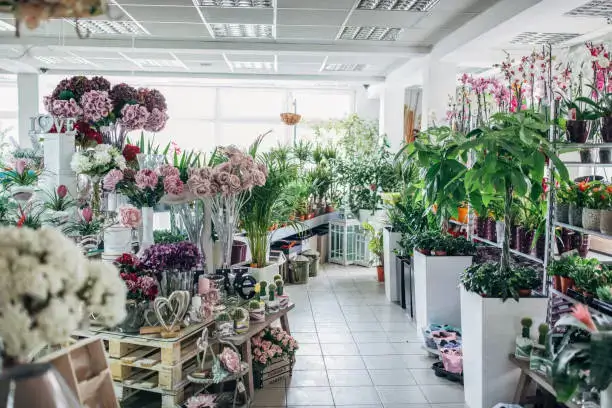 Best Flower Shop in Umm Al Quwain