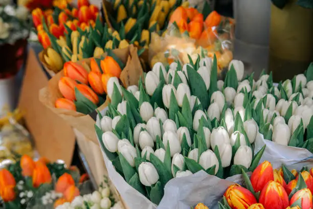 Tulip Bouqet