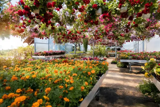 Florist Near Me in Sharjah