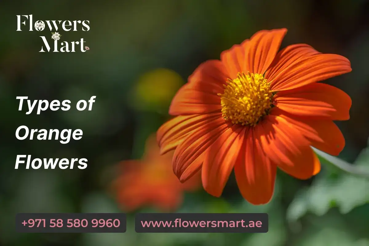 Types of Orange Flowers